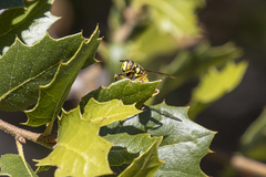 Spilomyia interrupta