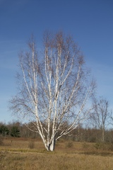 Betula