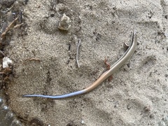 Plestiodon egregius onocrepis