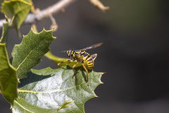 Spilomyia interrupta