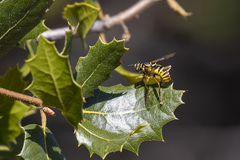 Spilomyia interrupta