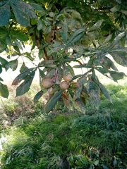 Aesculus × carnea