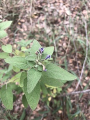 Salvia ballotiflora