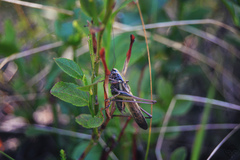 Metrioptera brachyptera