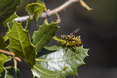 Spilomyia interrupta