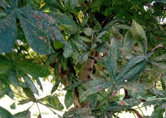 Aesculus × carnea