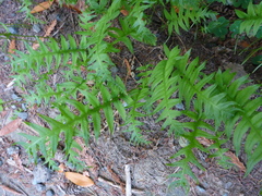 Polypodium californicum