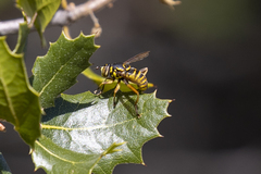 Spilomyia interrupta