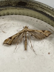 Platyptilia
