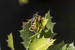 Spilomyia interrupta