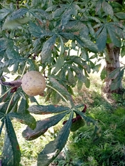 Aesculus × carnea