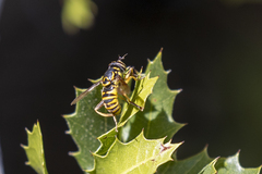 Spilomyia interrupta