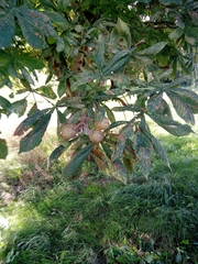 Aesculus × carnea