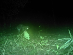 Leopardus pardalis