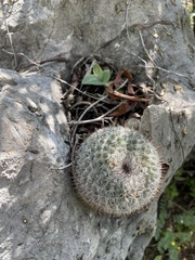 Mammillaria haageana