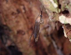 Keroplatidae