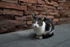 Felis catus