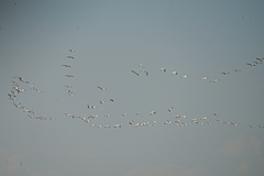 Pelecanus onocrotalus