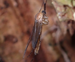 Keroplatidae