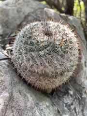 Mammillaria haageana