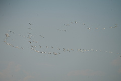 Pelecanus onocrotalus