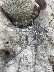 Mammillaria haageana