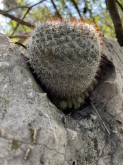Mammillaria haageana