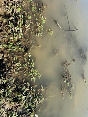 Ludwigia peploides glabrescens