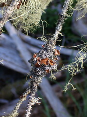 Hypogymnia lophyrea