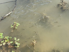 Ludwigia peploides glabrescens