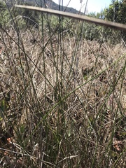 Schoenoplectus americanus