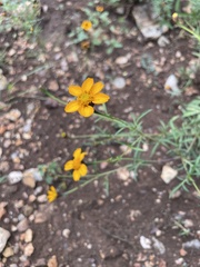 Dyssodia tagetiflora