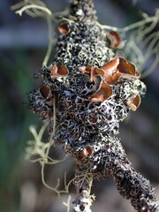 Hypogymnia lophyrea