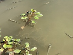 Ludwigia peploides glabrescens