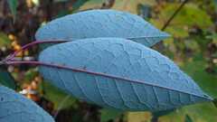 Prunus padus