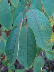Prunus padus
