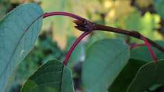 Prunus padus