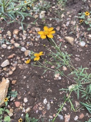 Dyssodia tagetiflora