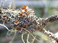 Hypogymnia lophyrea