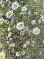 Erigeron divergens