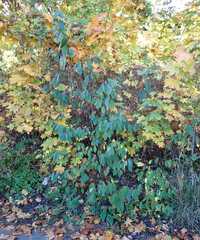 Prunus padus