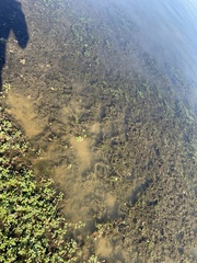 Ludwigia peploides glabrescens