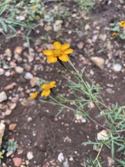 Dyssodia tagetiflora