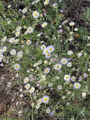 Erigeron divergens