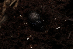 Sphaeroderus stenostomus