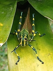 Chromacris colorata