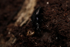 Sphaeroderus stenostomus
