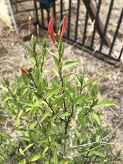 Anisacanthus quadrifidus