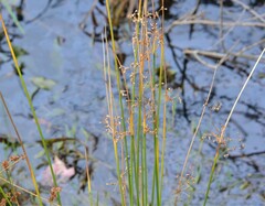 Juncus effusus