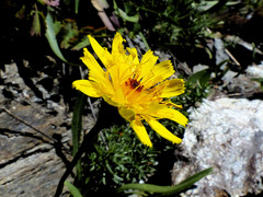 Hieracium glaucum